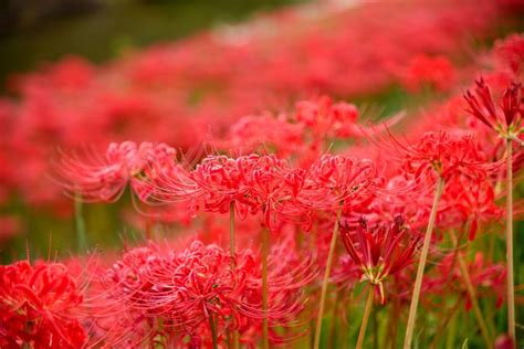 彼岸花 紫色|彼岸花（ヒガンバナ）の別名と花言葉・色の種類や言。